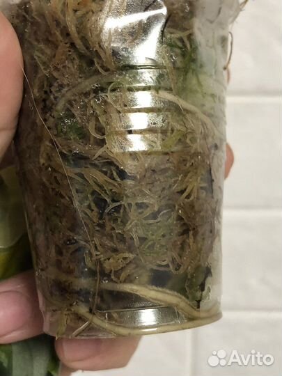 Сциндапсус SP и Army