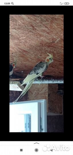 Ожереловые