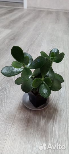 Денежное дерево. Крассула