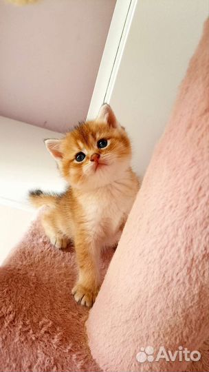 Золотая шиншилла