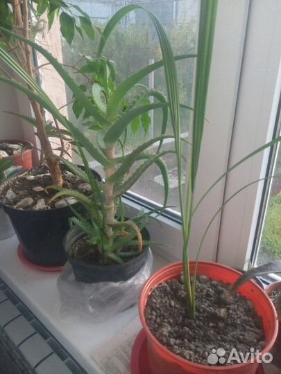Хлорофитум,Алоэ Вера, Каланхоэ,Пальмы фиников/веер