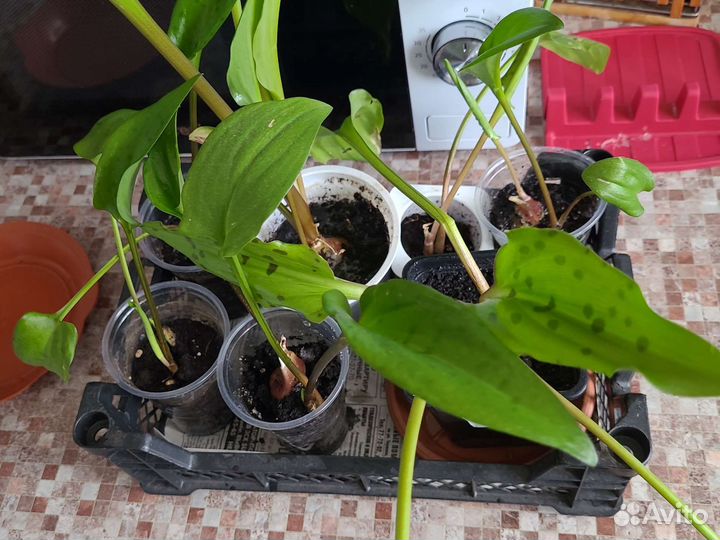 Дримиопсис