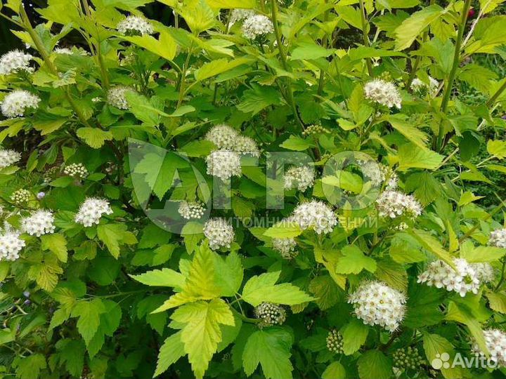 Пузыреплодник калинолистный