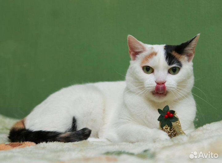 Кошка ищет дом