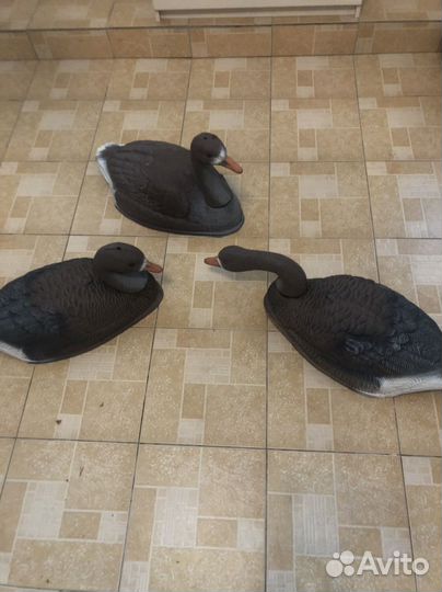 Подсадные утки и гуси