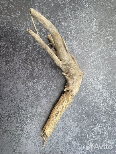 Дрифтвуд, топляк Лапа дракона