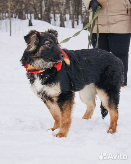 Щенок Хлопушка в добрые руки