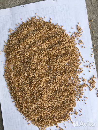 Семена горчицы белой сорт Рапсодия рс1