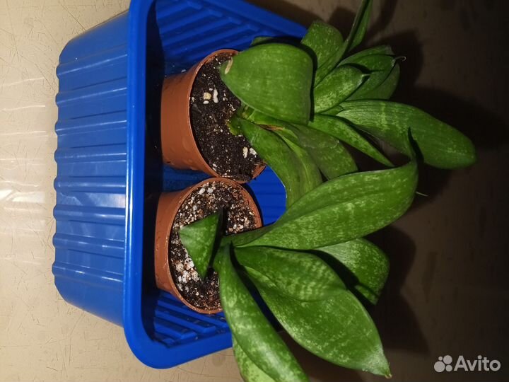 Сансевиерия Ханни