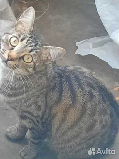 Кошка