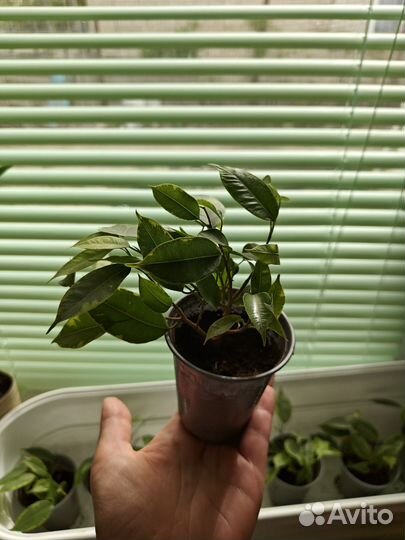 Фикус бенджамина пестролистный