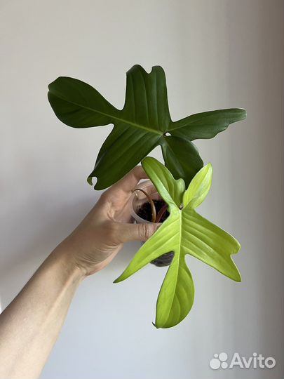 Филодендрон флорида бьюти альба