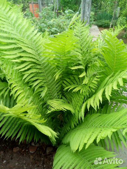 Папоротник