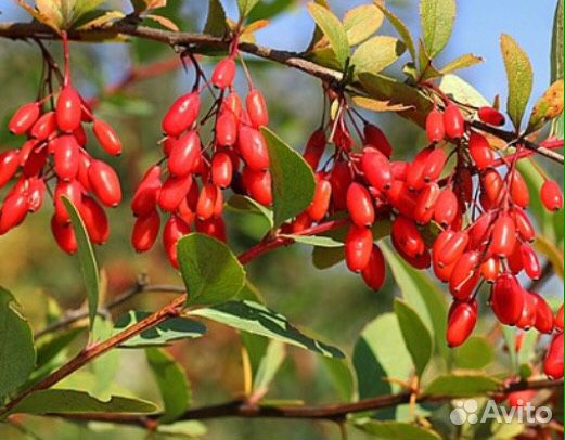 Саженцы черной и красной смородины, крыжовник