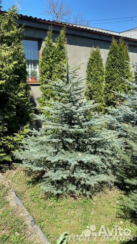 Ель голубая