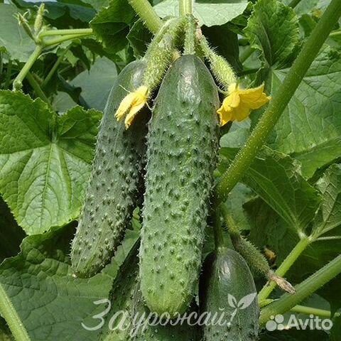 Семена огурца Кураж F1 25 шт