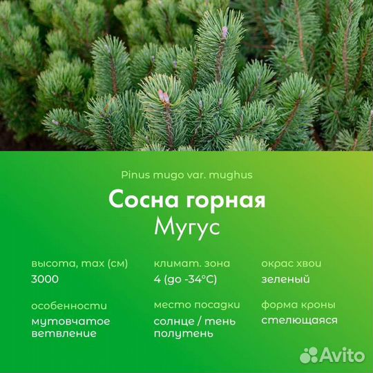 Сосна горная Мугус С-2/С-4, Н 20-30 см