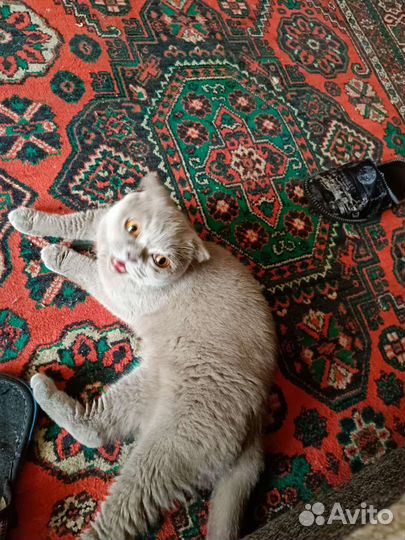 Кошки в добрые руки бесплатно