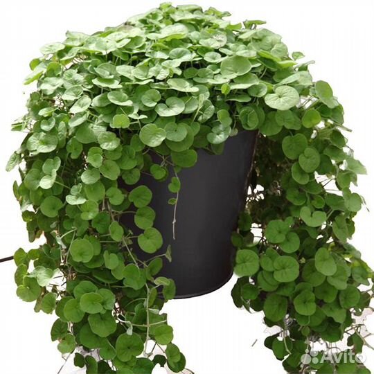 Плектрантус, дихондра, лизимахия, хедера, будра