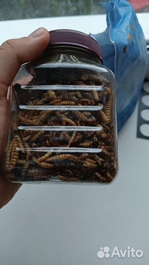 Лакомство для крыс + корм в подарок