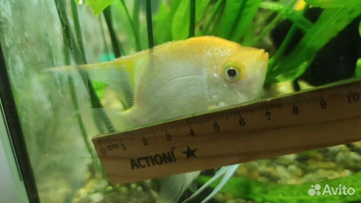 Скалярия (золотая)