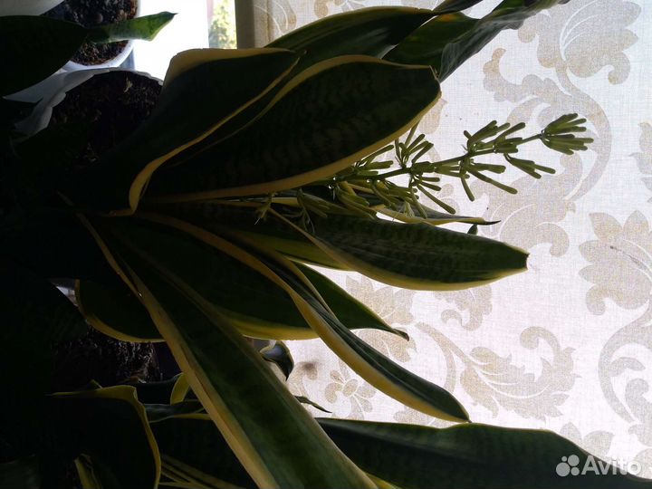 Сансевиерия цветёт и хамаломена