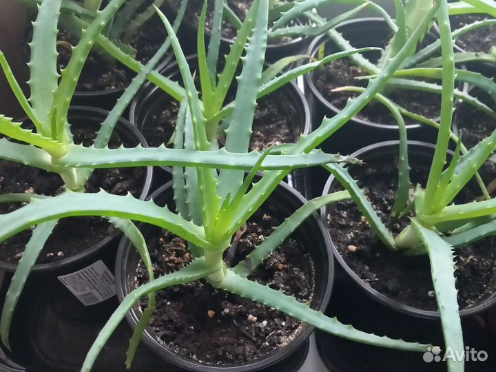 Лечебное алое