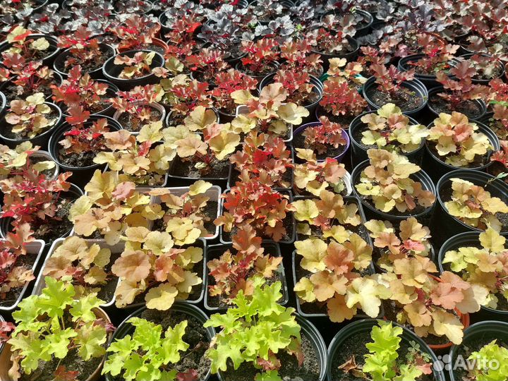 Гейхеры сортовые