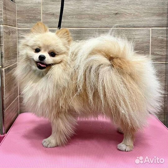 Стрижка домашних животных