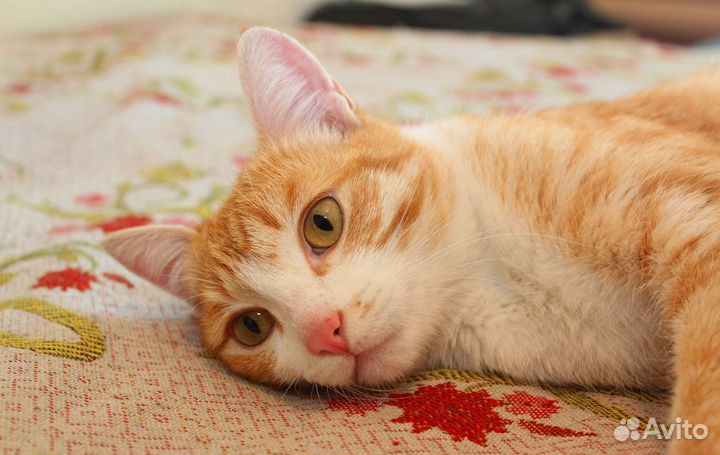 Арни - бело-рыжий котик очень добрый,в дар