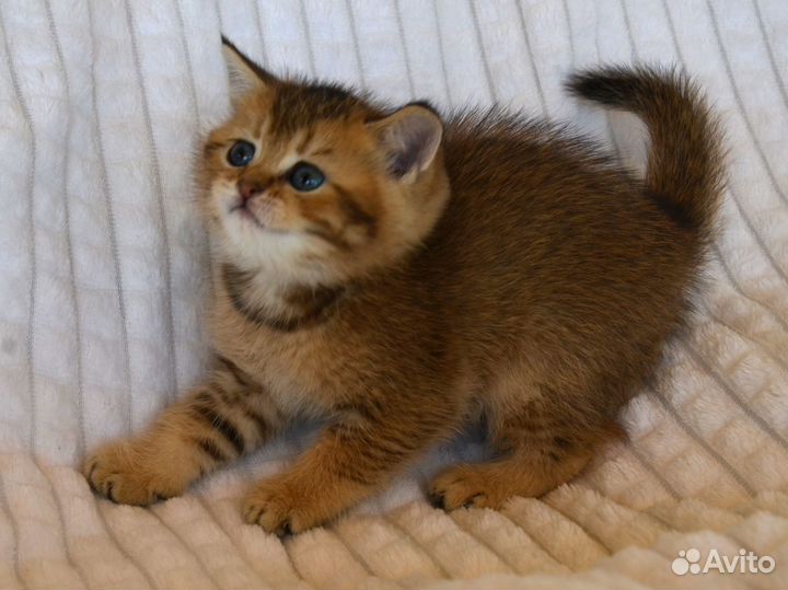 Породистые шотландские котята