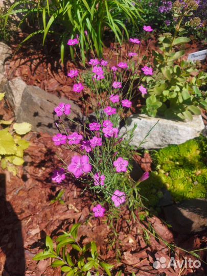 Растения д/альпийской горки/рокария