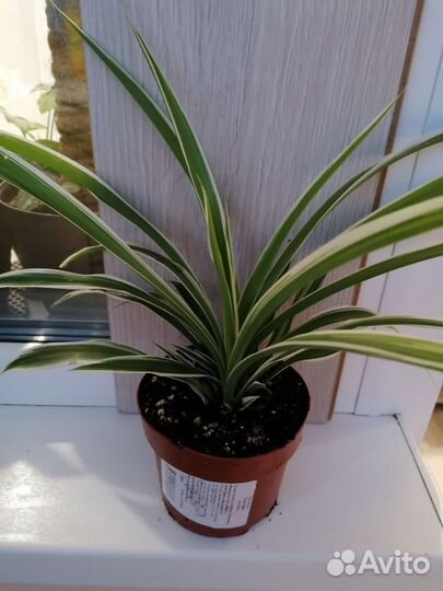 Алоэ, хлорофитум