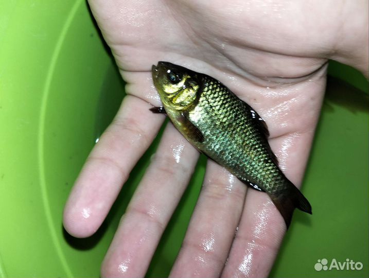 Живец карась