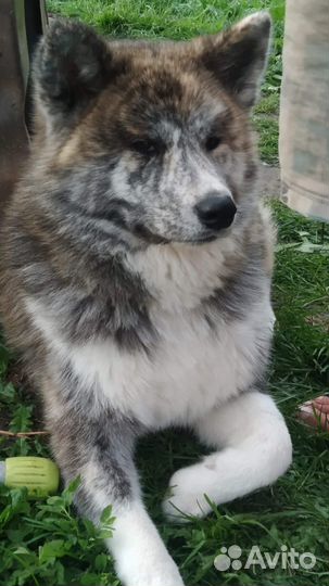 Щенок в добрые руки бесплатно