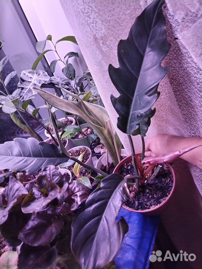 Филодендрон карамель марбл плуто