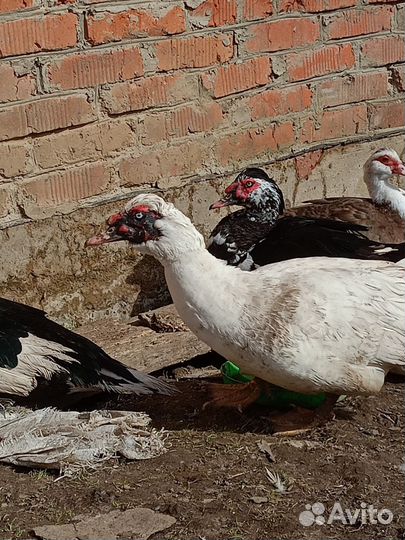 Мускусные утки