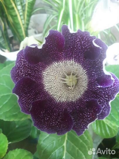Глоксиния цветущая