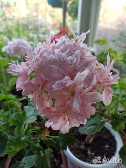 Пеларгония герань