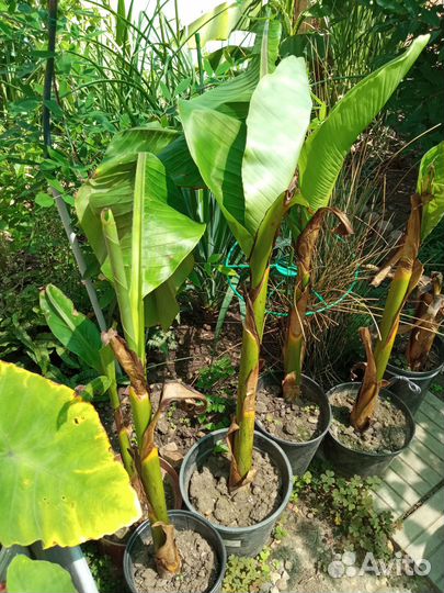 Банан, Бамбук