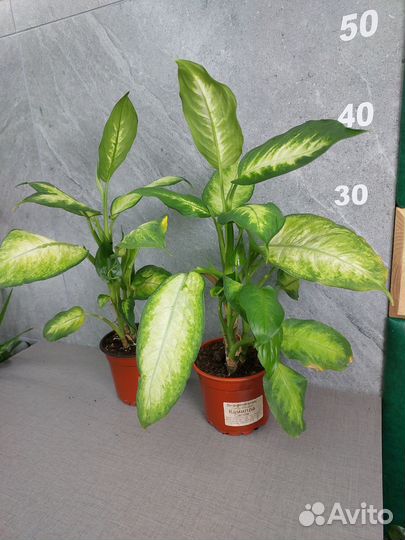 Диффенбахия Камилла