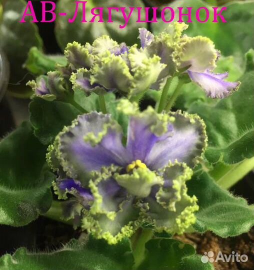 Сортовые фиалки (детки, стартеры, срез)