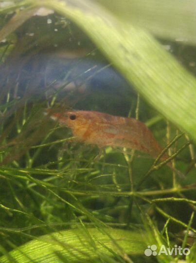 Продам креветок