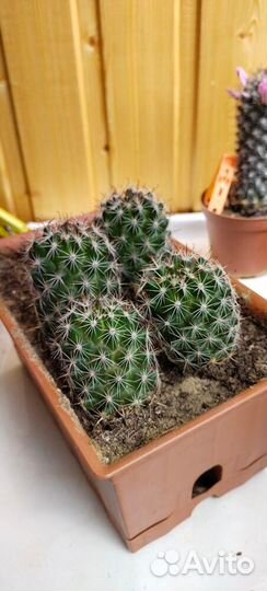 Комнатные цветы - кактусы