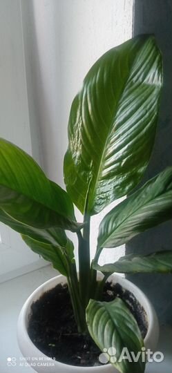 Спатифиллум