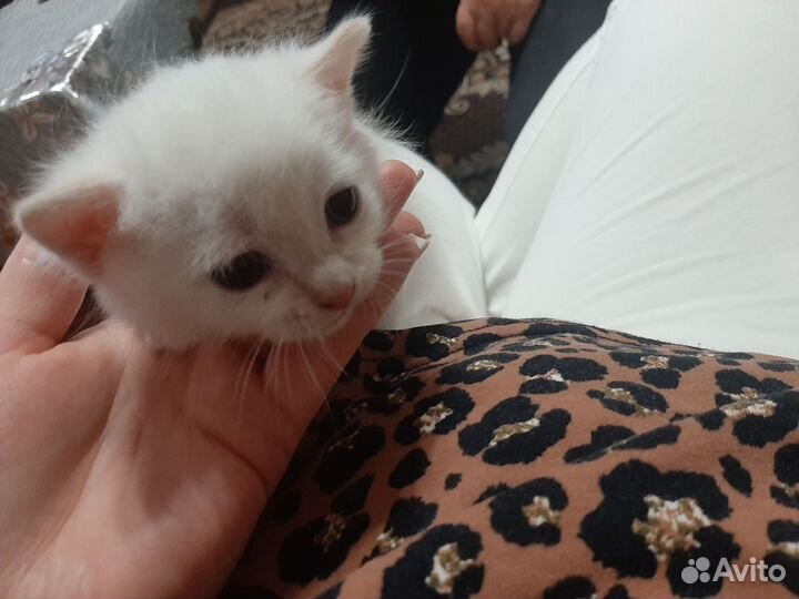 Котёнок белый