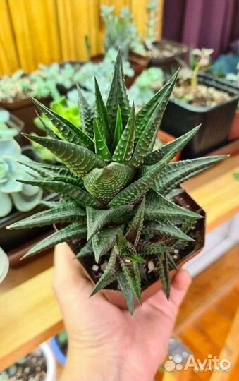 Суккуленты Хавортия Эониум Гастерия