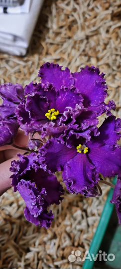 Детки сортовых фиалок