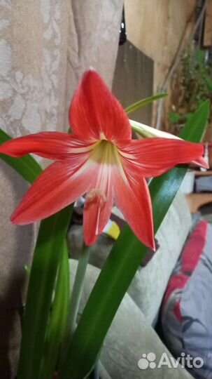 Гиппеаструм амарилис