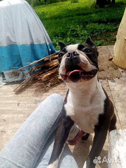 Щенки бостон терьер